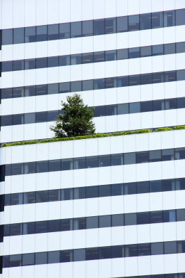 Lonely tree, Pacwest Center, Hugh Stubbins & Associates, Skidmore, Owings and Merrill, Portland Oregon
