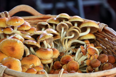 Mushroom, Portland Wednesday Market