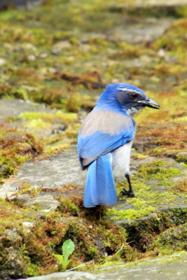 Blue jay, Portland,  Oregon