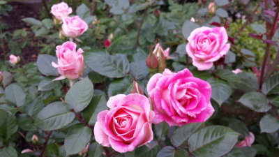International Rose Test Garden, Portland, Oregon 