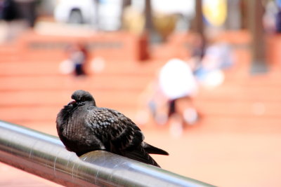 Pigeon, Pioneer Square, Portland, Oregon