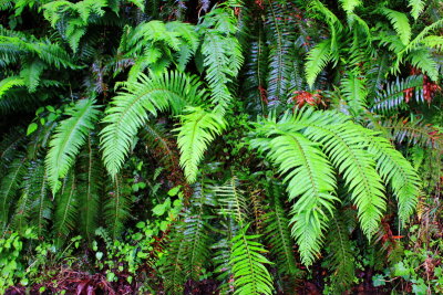 Fern gully, Columbia River Gorge National Scenic Area, Oregon