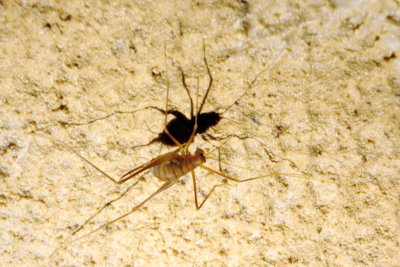 Cave cricket, New Entrance Tour, Mammoth Cave National Park, Kentucky