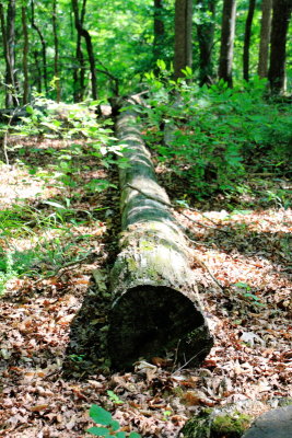 Heritage Trail, Mammoth Cave National Park, Kentucky