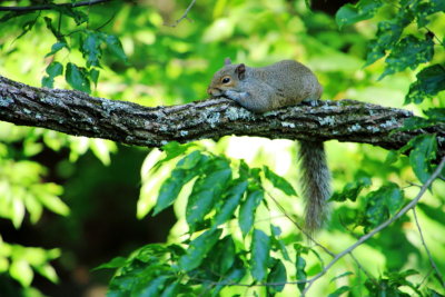 Squirrel, Heritage Trail, Mammoth Cave National Park, Kentucky