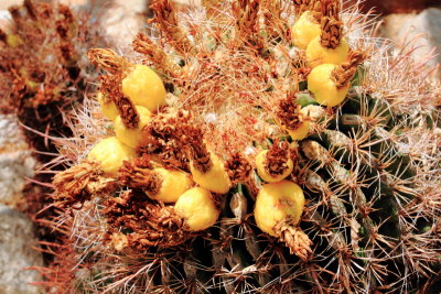 Cactus, Joshua Tree National Park, California
