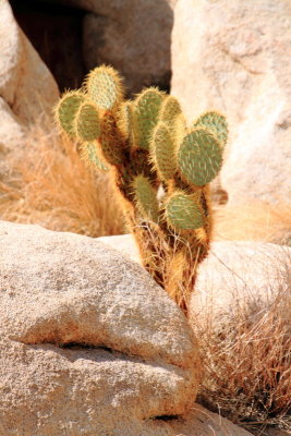 Cactus, Joshua Tree National Park, California