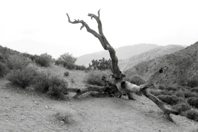 Fallen tree, Joshua Tree National Park, California