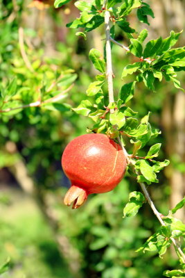 Pomegranate, 29 Palms, Oasis of Mara, Joshua Tree National Park, California