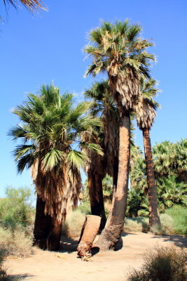 Desert Fan palm, Washingtonia filifera, 29 Palms, Oasis of Mara, Joshua Tree National Park, California
