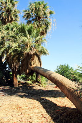 Desert Fan palm, Washingtonia filifera, 29 Palms, Oasis of Mara, Joshua Tree National Park, California