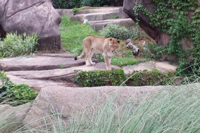 Lioness, Lincoln Park, Zoo, Chicago