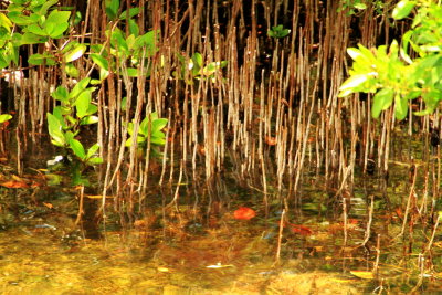 Mangroves, Biscayne National Park, Florida