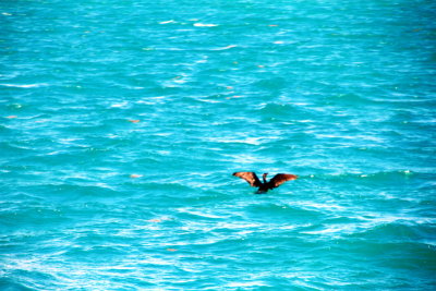 Cormorant, Biscayne National Park, Florida