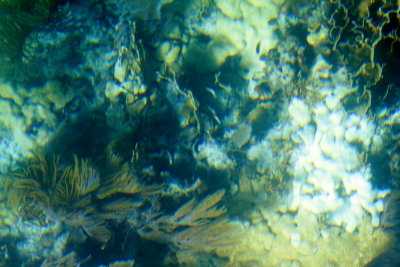 Florida Reef, Biscayne National Park, Florida