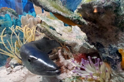 Model of the Florida reef, Biscayne National Park, Florida