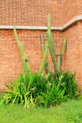 Cactus, Dry Tortugas National Park, Florida