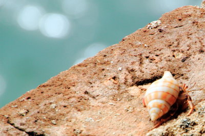 Conch, Dry Tortugas National Park, Florida