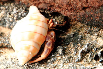 Conch, Dry Tortugas National Park, Florida