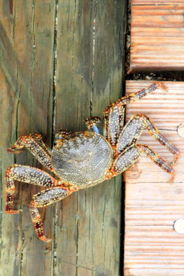 Crab, Dry Tortugas National Park, Florida