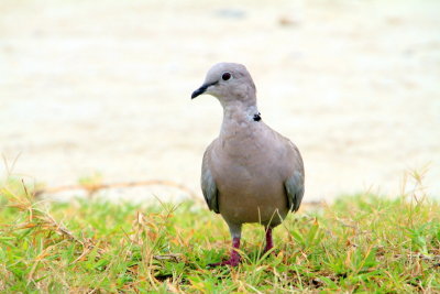 Bird, Dry Tortugas National Park, Florida