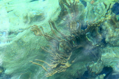 Coral reef, Dry Tortugas National Park, Florida