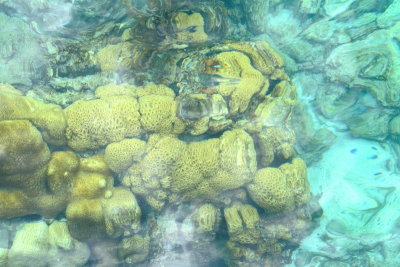 Coral reef, Dry Tortugas National Park, Florida