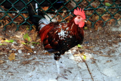 Chicken, Key West