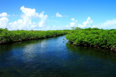 Mangroves, John Pennekamp Coral Reef State Park, Florida Keys