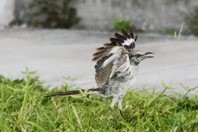 Bird ready for action, Bahia Honda State Park, Bahia Honda Key, Florida Keys