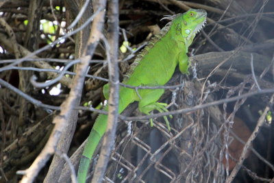 Iguana, National Key Deer Refuge, Big Pine Key, Florida Keys