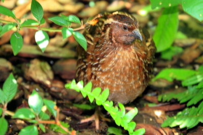 Button Quail, Key West Butterfly and Nature Conservatory, Florida