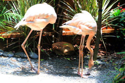Pink Flamingos, Key West Butterfly and Nature Conservatory, Florida