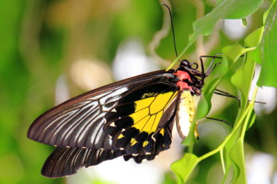 Troides rhadamantus - golden birdwing, Key West Butterfly and Nature Conservatory, Florida