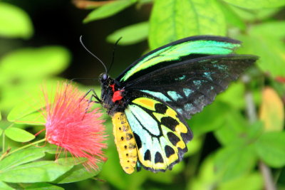 Troides priamus euphorion - Cairns birdwing, Key West Butterfly and Nature Conservatory, Florida