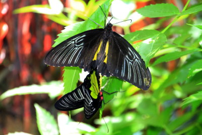 Troides rhadamantus - Golden birdwing, Key West Butterfly and Nature Conservatory, Florida