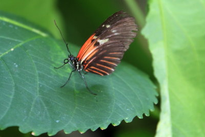 Heliconius erato reductimaculata - Small Postman Female, Key West Butterfly and Nature Conservatory, Florida