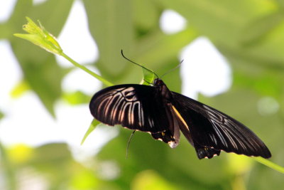 Troides rhadamantus - Golden birdwing, Key West Butterfly and Nature Conservatory, Florida