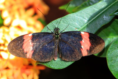 Crimson-patched Longwing, Key West Butterfly and Nature Conservatory, Florida