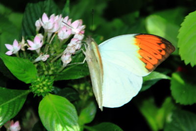 Hebomoia glaucippe, Great Orange Tip Butterfly, Key West Butterfly and Nature Conservatory, Florida