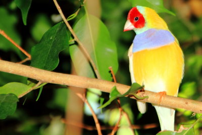 Gouldian Finch, Key West Butterfly and Nature Conservatory, Florida