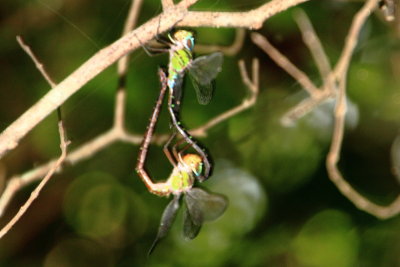Dragonflies in love, Hugh Taylor Birch State Park, Ft. Lauderdale, Florida