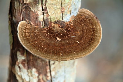 Mushroom, Hugh Taylor Birch State Park, Ft. Lauderdale, Florida