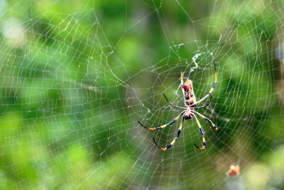 Golden orb-weaver spider, Hugh Taylor Birch State Park, Ft. Lauderdale, Florida
