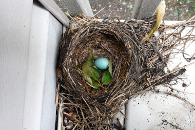 Robin Blue egg, Abandoned nest, Summer 2013