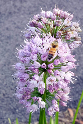 Bee, Summer 2013