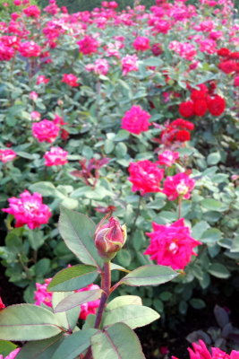 Rose Garden, Chicago Botanic Gardens