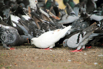 Pigeons, Logan Square, Chicago