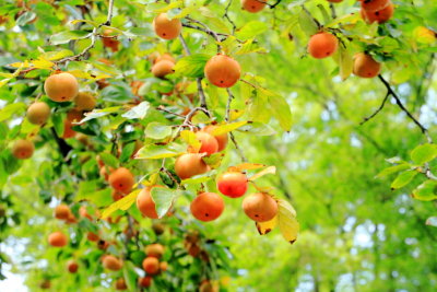 apricot, Edo Castle Gardens, Tokyo Imperial Palace, Tokyo, Japan