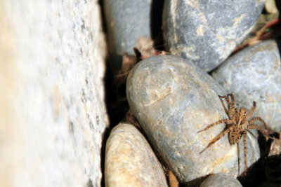 Spider, Narita-san Shinshō-ji Temple, Narita, Japan